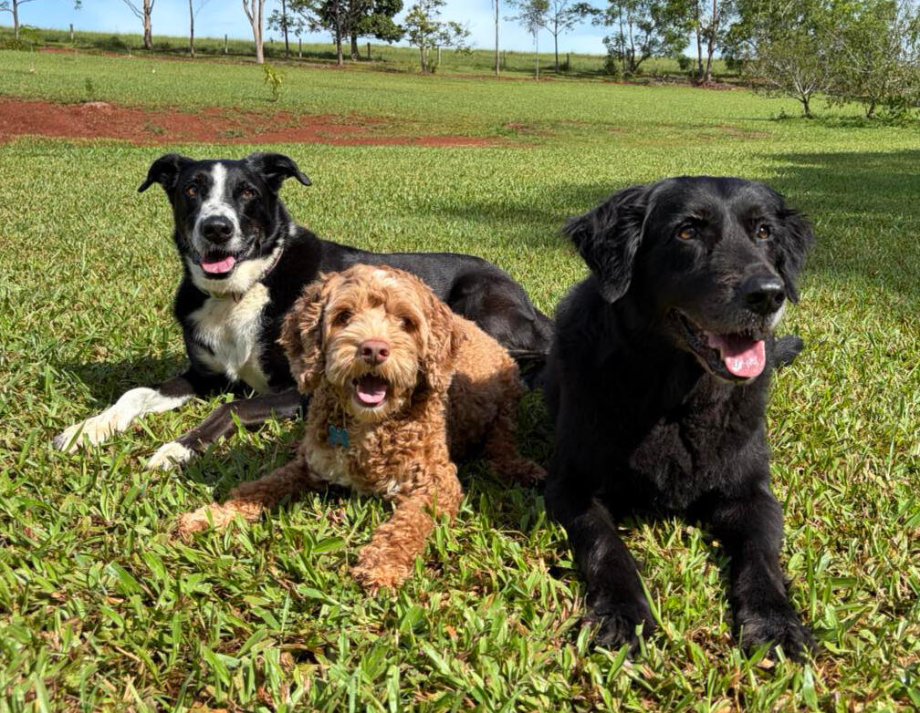 Huey, Dashi and Barnie