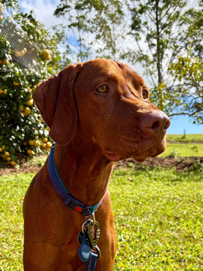 Bode Bode