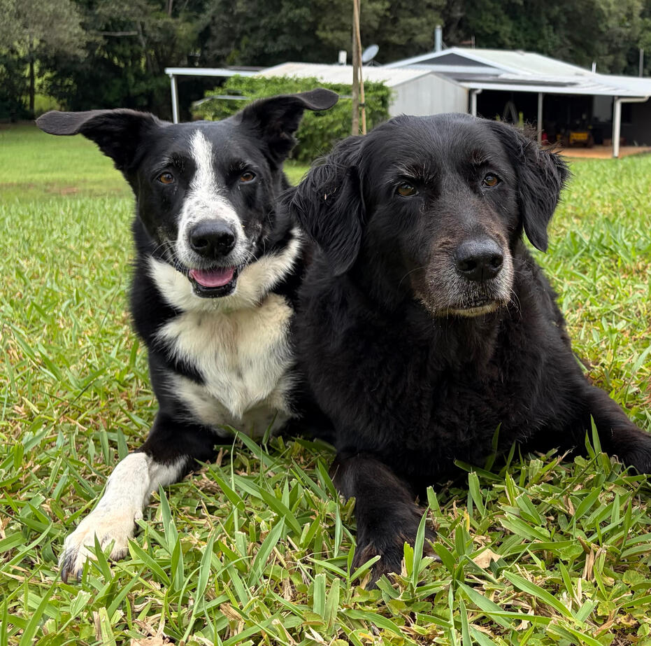 Huey and Barnie Huey and Barnie
