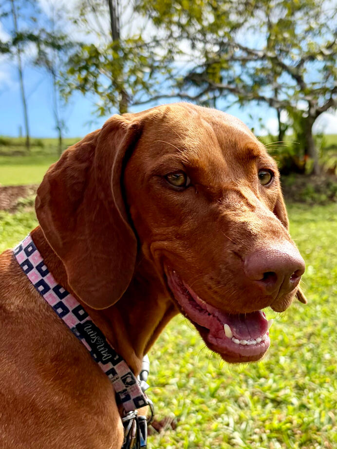 Luna Luna