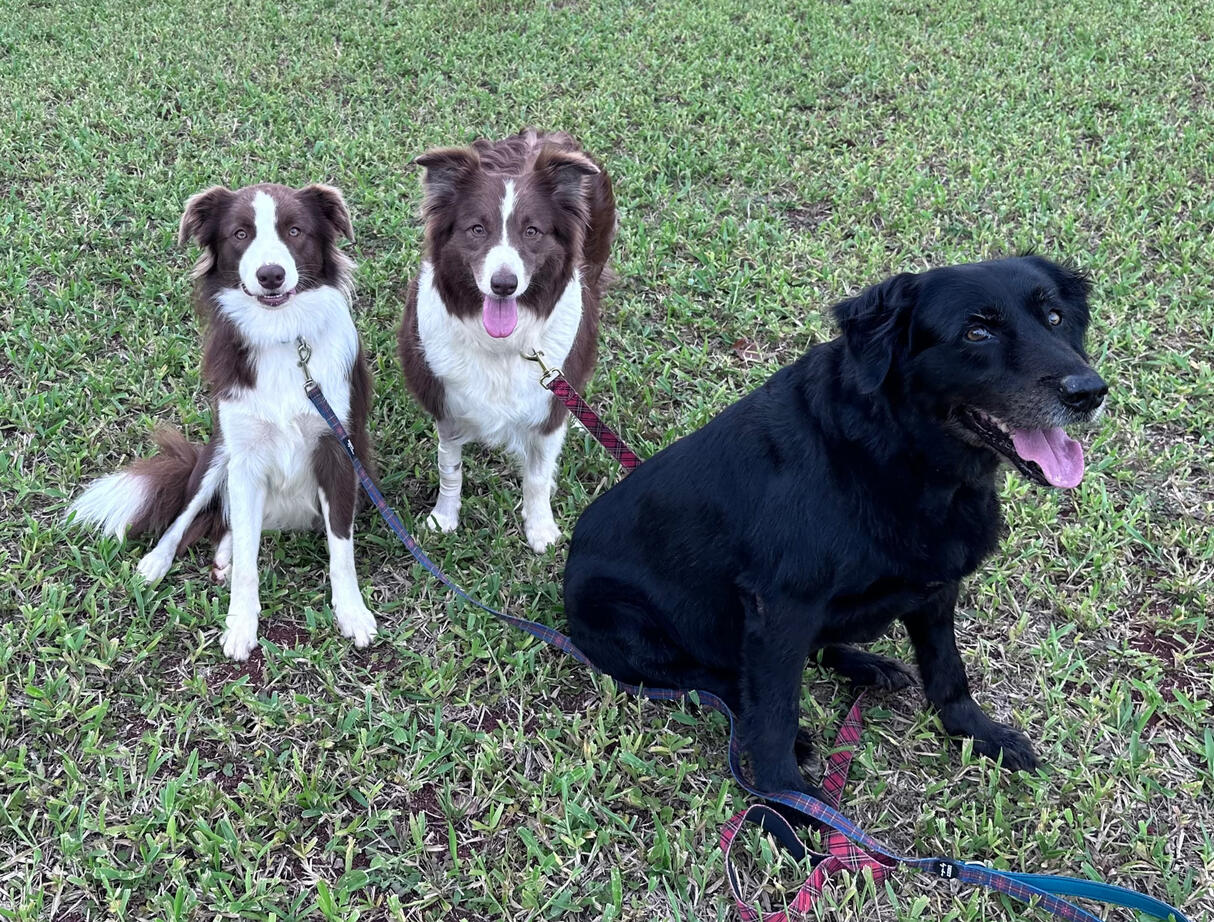 Tay, Bell and Barnie Tay, Bell and Barnie